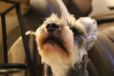 Close-up of dog relaxing at home