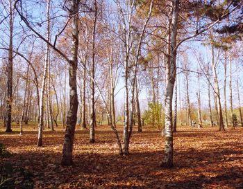 Trees in forest against sky