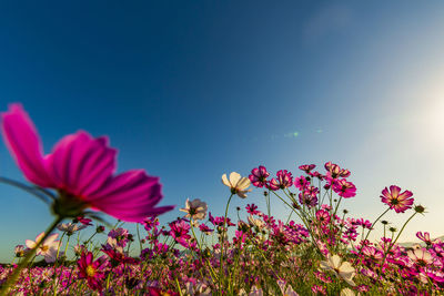 Kashihara city, nara prefecture cosmos field of fujiwara palace