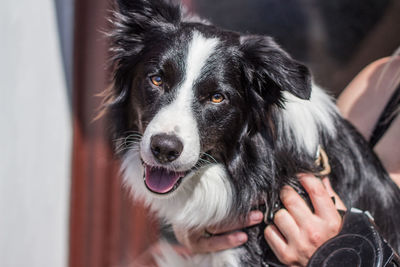 Close-up of person holding border collie