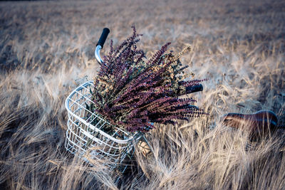 Close-up of purple flowering plant on field