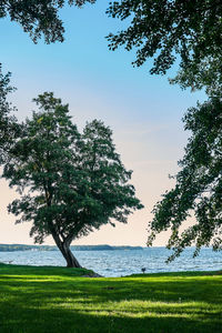 Trees on field against sky