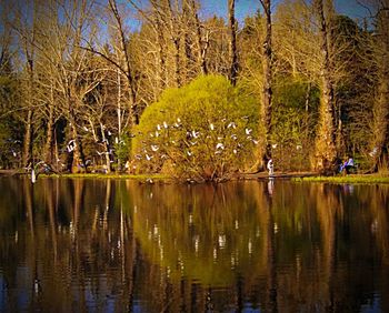 Reflection of trees in water