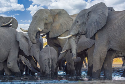 Elephants in zoo