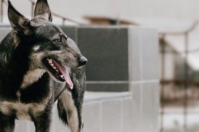 Close-up of dog
