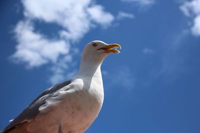 Low angle view of seagull against sky