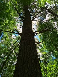 Low angle view of trees in forest