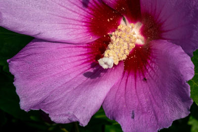 Close-up of pink hibiscus flower