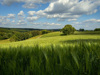 Scenic view of agricultural field against sky