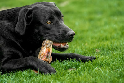 Close-up of a dog lying on grass