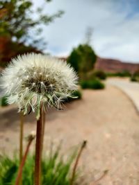 Close-up of dandelion on field against sky