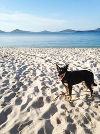 Dog on the beach