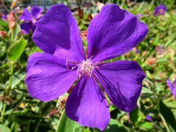 Close-up of purple flower blooming outdoors