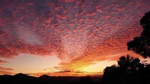 Low angle view of silhouette trees against orange sky