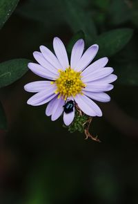 Close-up of insect on purple flowering plant