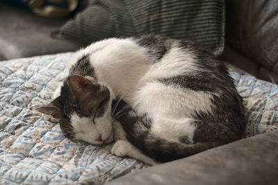 Cat sleeping on bed at home