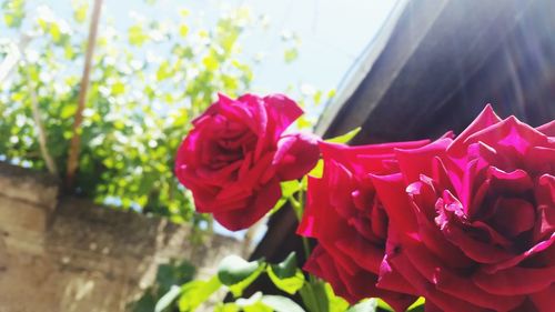 Close-up of red roses