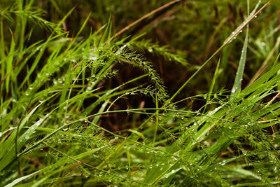 Close-up of grass