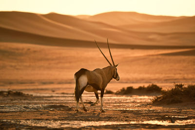 Horse standing on a land