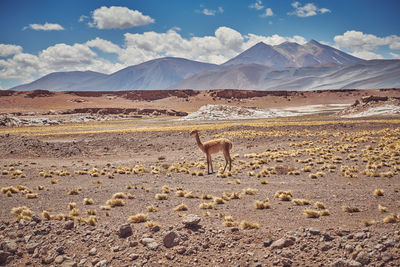 View of a vicuña on landscape