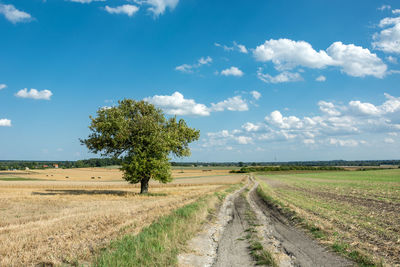 Large tree growing beside a dirt road and white clouds against a blue sky, summer rural landscape