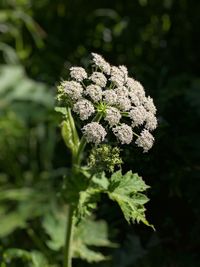 Close-up of flowering plant