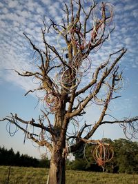 Low angle view of tree on field against sky