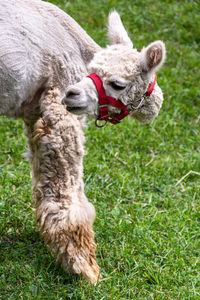 Curious photo of an alpaca that creates the optic effect that the head is separated from the body