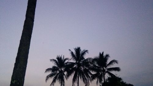 Low angle view of palm trees against clear sky
