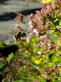 Close-up of honey bee on flower