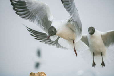 Low angle view of seagull flying