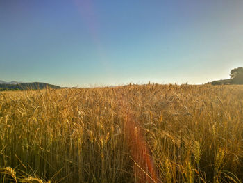 Scenic view of field against clear sky