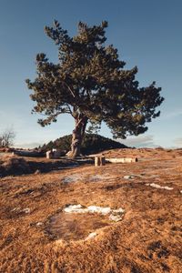 Tree on field against sky
