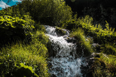 Scenic view of waterfall in forest