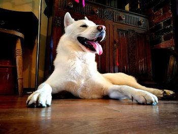 Close-up of dog sitting at home
