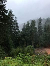 Trees growing in forest against sky