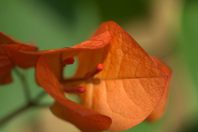 Close-up of flower against blurred background