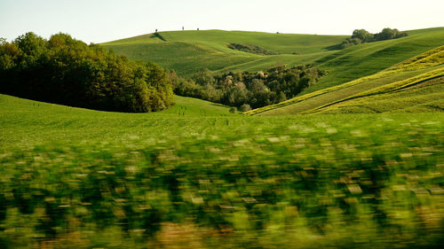 Scenic view of agricultural field against sky