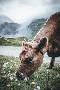 Horse standing in a field