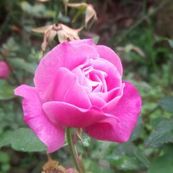 Close-up of pink rose blooming outdoors