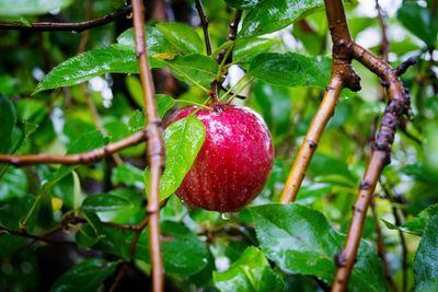 Close-up of strawberry growing on tree