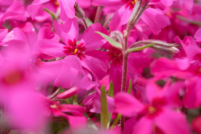 Close-up of pink flower