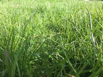 Trees on grassy field