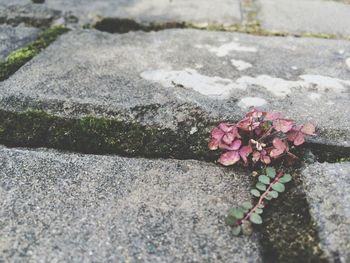 High angle view of pink rose on footpath