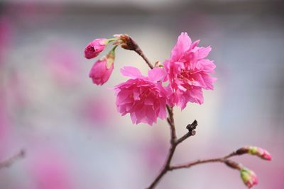 Close-up of pink cherry blossom