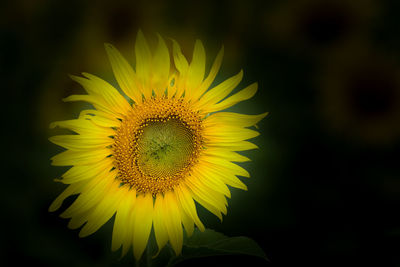 Close-up of yellow dandelion