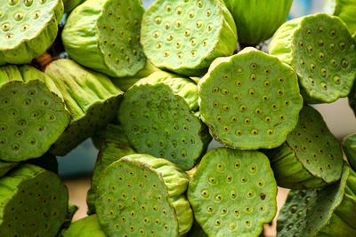 Close-up of lotus or nelumbo nucifera fruit or seed pods