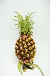 Close-up of fruit on plant against white background