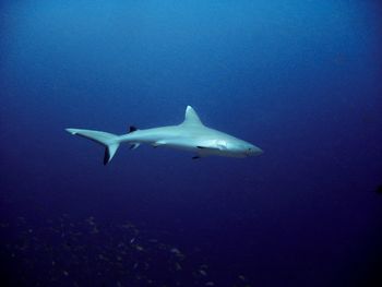 Fish swimming in sea