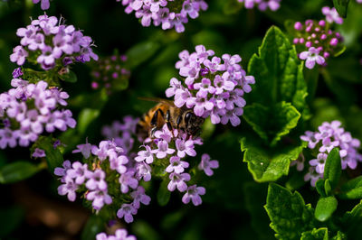 Close-up of bee pollinating on purple flowering